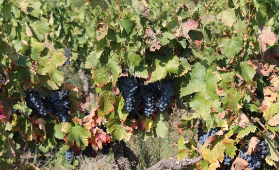 Op wijnreis door de Provence in oktober.